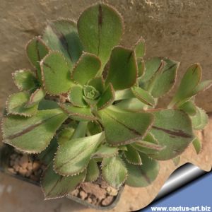 Aeonium mascaense