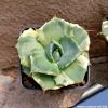 Agave potatorum cv. SHOJI-RAIJIN variegata marginata