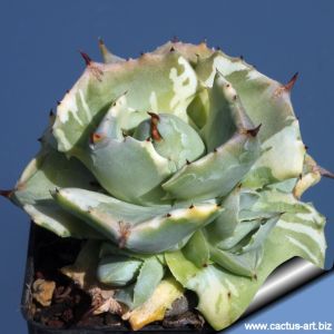 Agave potatorum cv. SHOJI-RAIJIN variegata marginata