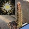 Selenicereus grandiflorus (Queen of the night)