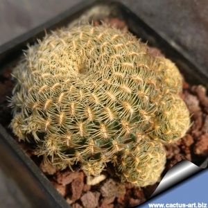 Sulcorebutia albissima LH 1104, Aiquile, Mizque, Cochabamba