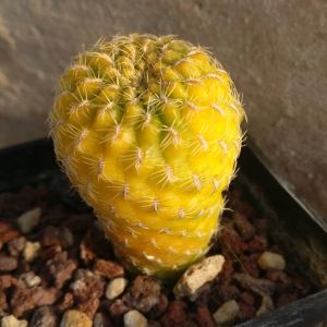 Sulcorebutia hybrid aurea (white spines form)