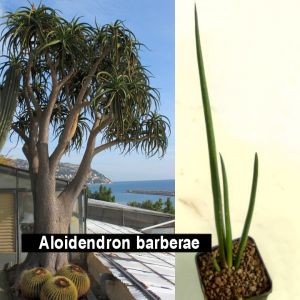Aloe barberae (Aloidendron barberae)