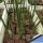 Aloe barberae (Aloidendron barberae)