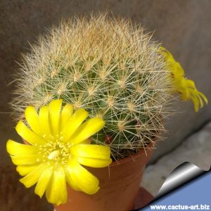 Weingartia pulquinensis HS38A Saipina, Caballero, Santa Cruz, Bolivia, 1400m