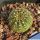 Lobivia arachnacantha hybrid cv. FLOR ROSSO MATTONE (Brick red)