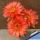 Lobivia arachnacantha hybrid cv. FLOR ROSSO MATTONE (Brick red)