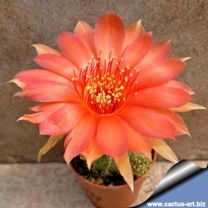Lobivia arachnacantha hybrid cv. FLOR ROSSO MATTONE (Brick red)