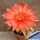 Lobivia arachnacantha hybrid cv. FLOR ROSSO MATTONE (Brick red)