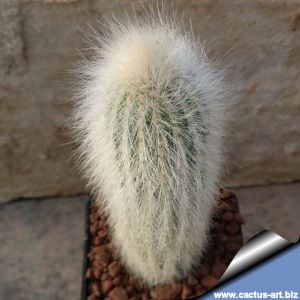 Cleistocactus strausii