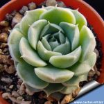 Echeveria hyalina