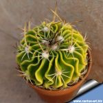 Echinofossulocactus hybrid f. variegata (mixed form)