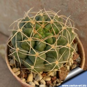 Gymnocalycium ritterianum