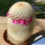 Mammillaria pilcayensis