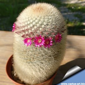 Mammillaria pilcayensis