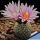 Turbinicarpus valdezianus (Pelecyphora valdeziana)