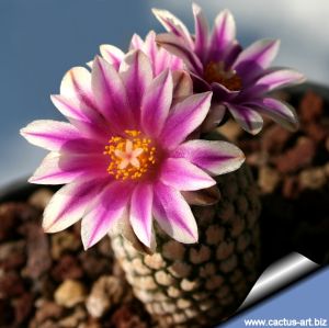 Turbinicarpus valdezianus (Pelecyphora valdeziana)