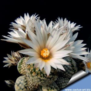 Turbinicarpus valdezianus v. albiflorus (Pelecyphora valdeziana albiflora)