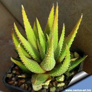 Haworthia radula (Type 3)