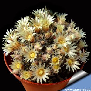 Mammillaria picta SB944 Tula, Tamaulipas, Mexico