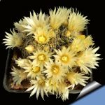 Mammillaria picta SB944 Tula, Tamaulipas, Mexico