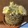 Mammillaria picta SB944 Tula, Tamaulipas, Mexico