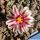 Mammillaria hermosana VZD1181 El Encino, Zac