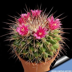 Mammillaria scrippsiana