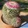 Mammillaria scrippsiana