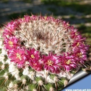 Mammillaria scrippsiana