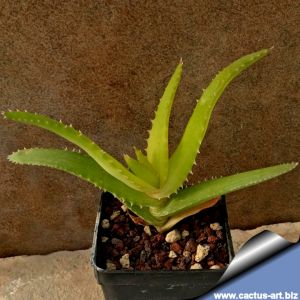 Aloe pluridens