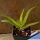 Aloe pluridens