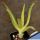 Aloe pluridens