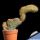 Cereus columbianus f. cristata (= Pilosocereus lanuginosus subs. colombianus f. cristata)