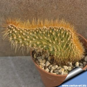 Cereus columbianus f. cristata (= Pilosocereus lanuginosus subs. colombianus f. cristata)