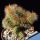 Cereus columbianus f. cristata (= Pilosocereus lanuginosus subs. colombianus f. cristata)