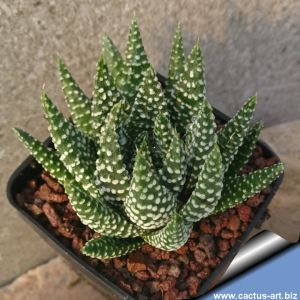 Haworthia margaritifera cv. ROYAL ALBERT