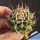 Mammillaria compressa ''horrida''