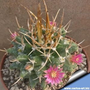 Mammillaria compressa ''horrida''