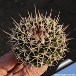 Mammillaria compressa ''horrida''