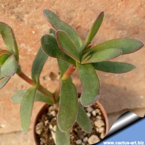 Crassula rubricaulis