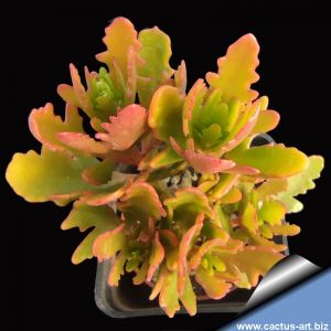 Kalanchoe cv. SPIDER (super orange)