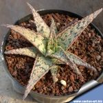 Aloe cv. PEARL NECKLACE