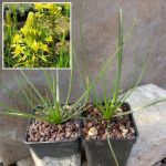 Bulbine abyssinica (South Africa)