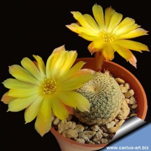 Sulcorebutia heliosoides