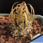 Toumeya papyracantha FH085 Snowflake, Arizona, USA
