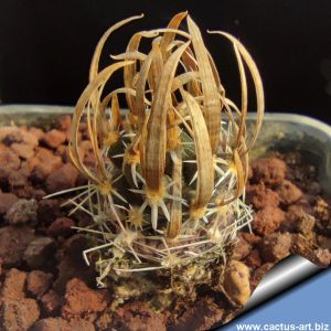 Toumeya papyracantha FH085 Snowflake, Arizona, USA