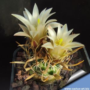 Toumeya papyracantha FH085 Snowflake, Arizona, USA