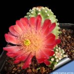 Echinocereus coccineus f. inermis