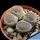 Lithops salicola C351 TL: 10 km W of Luckhoff, South Africa